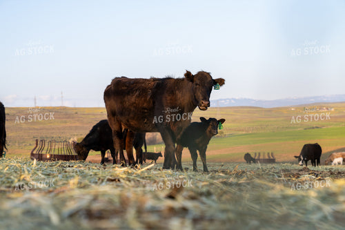 Cattle Grazing in Pastureland With Scenic Rural Background and Family Herd Bonding 65328