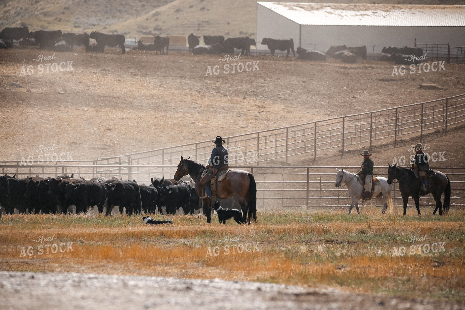 Moving Cattle 275013