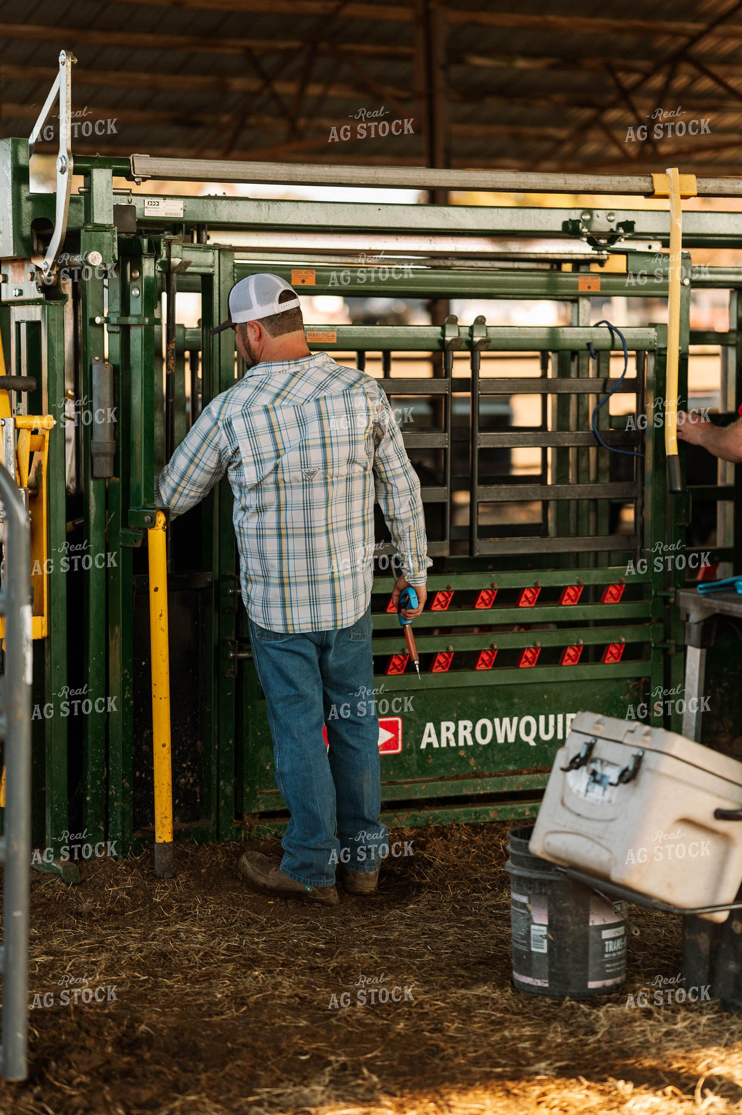 Processing Cattle in Chute 125216