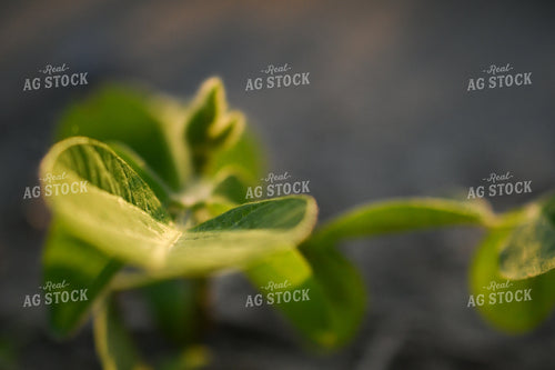 Early Growth Soybeans 191125