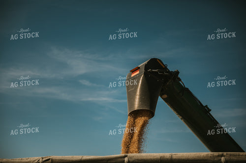 Soybeans Coming Out of Auger 7076