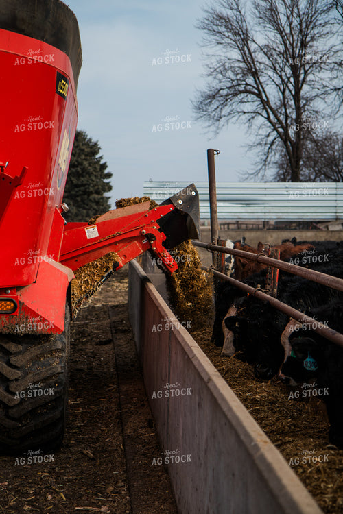 Feeding Cattle 67609
