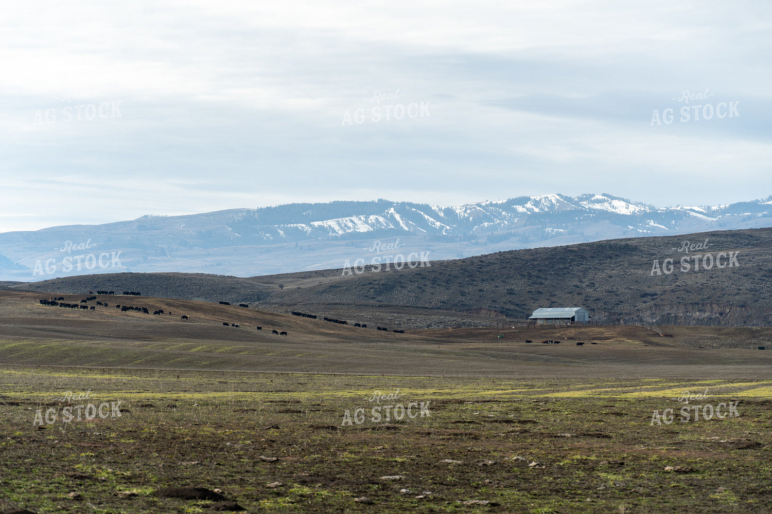 Ranch Scene 65581