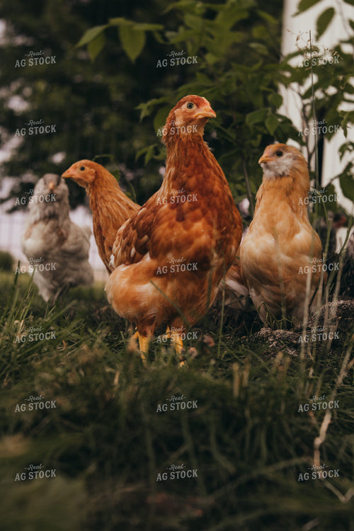 Adolescent Chickens 4336