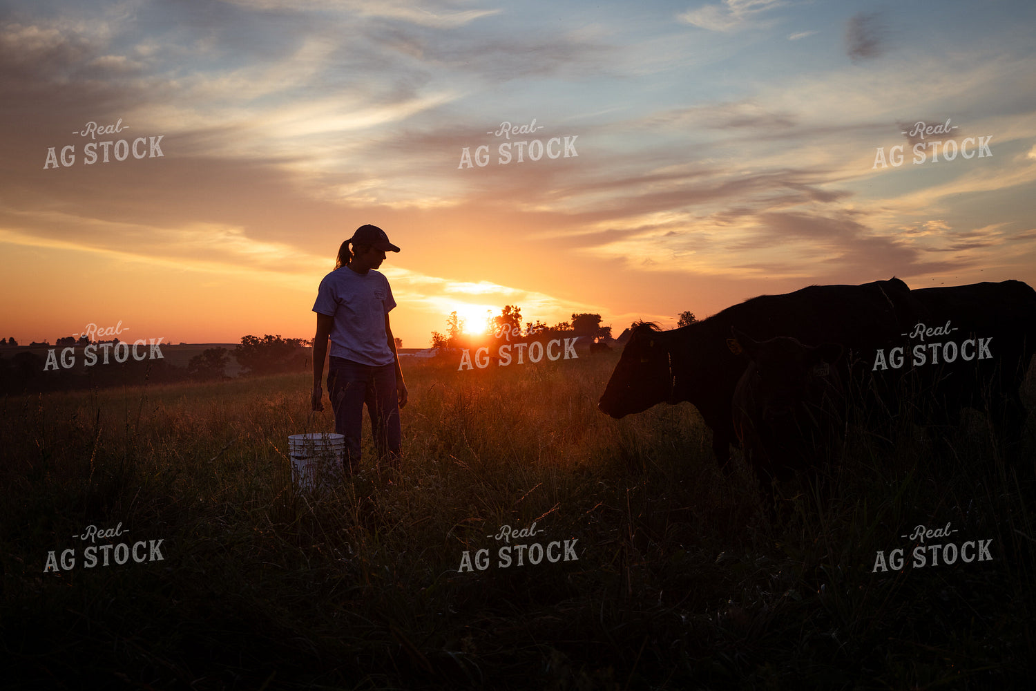 Cattle Producer Checking Cattle on Pasture 268362
