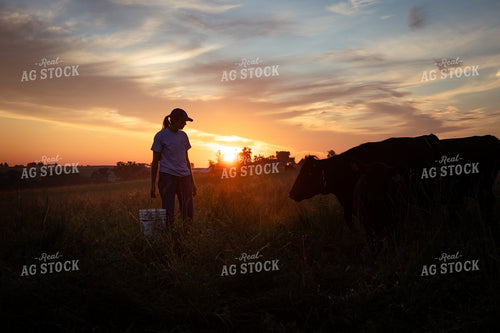 Cattle Producer Checking Cattle on Pasture 268362