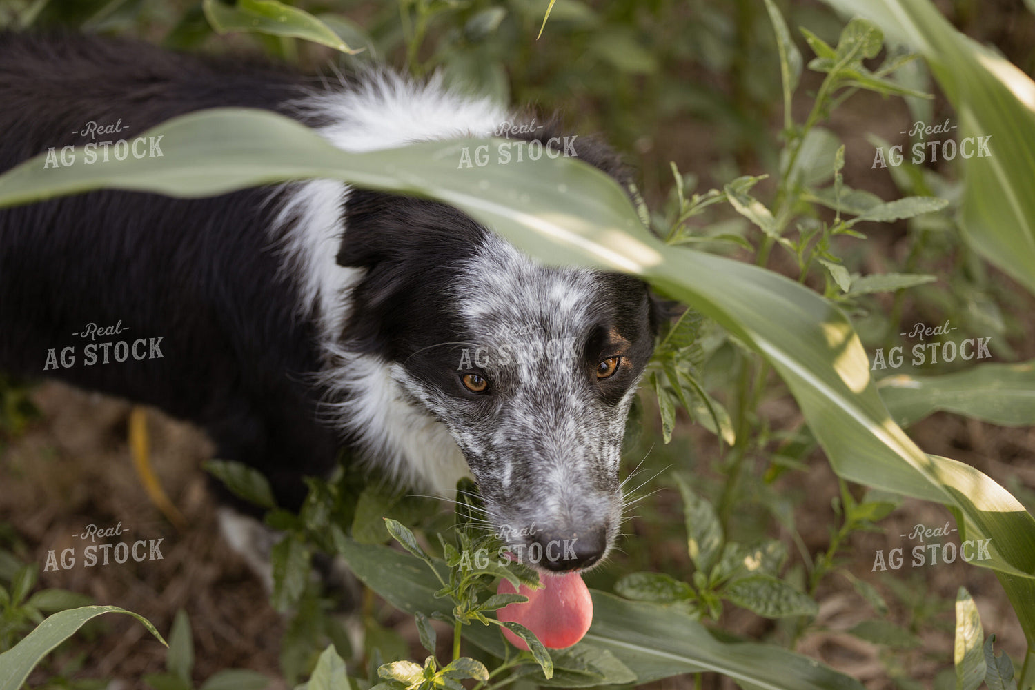 Farm Dog 279007