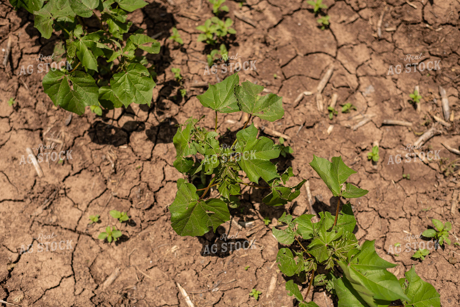 Cotton Plants 59103