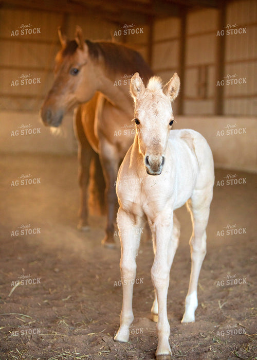 Mare and Foal 55399