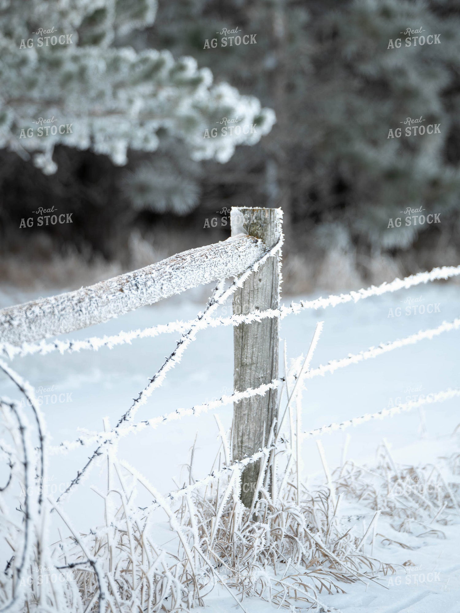 Ice on Fence 185106