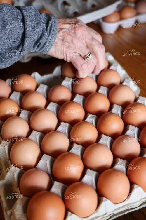 Eggs 160037