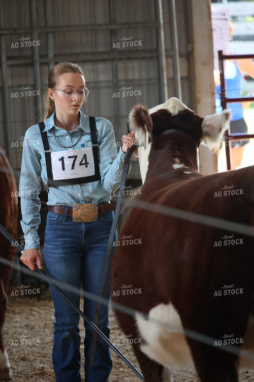 Showing Cattle 194015
