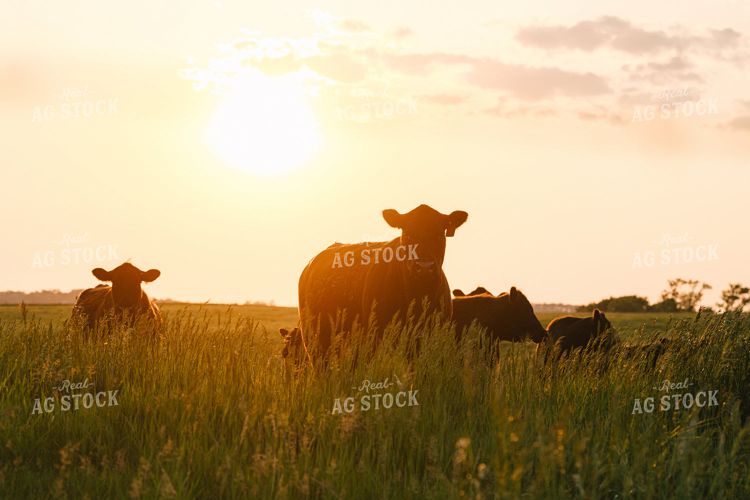Black Angus Cattle on Pasture 68268