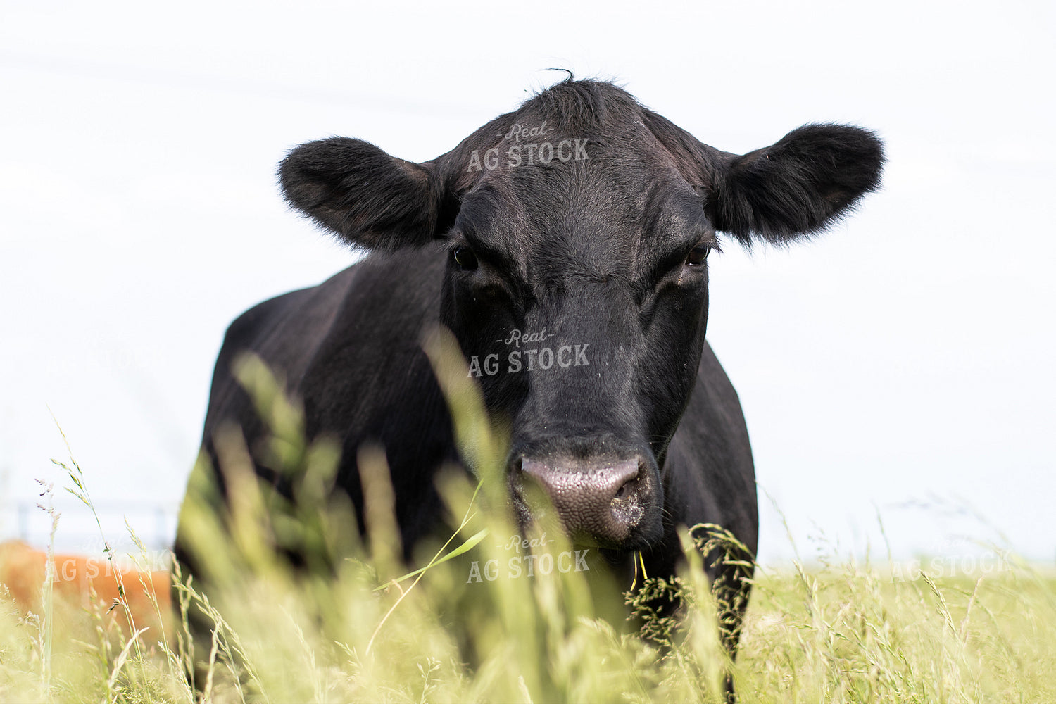 Cow in Grassy Pasture 50093