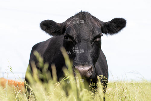 Cow in Grassy Pasture 50093