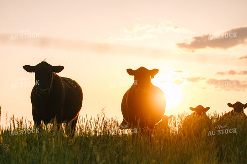 Black Angus Cattle on Pasture 68276