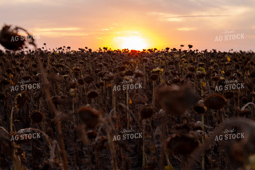 Sunflowers 2115