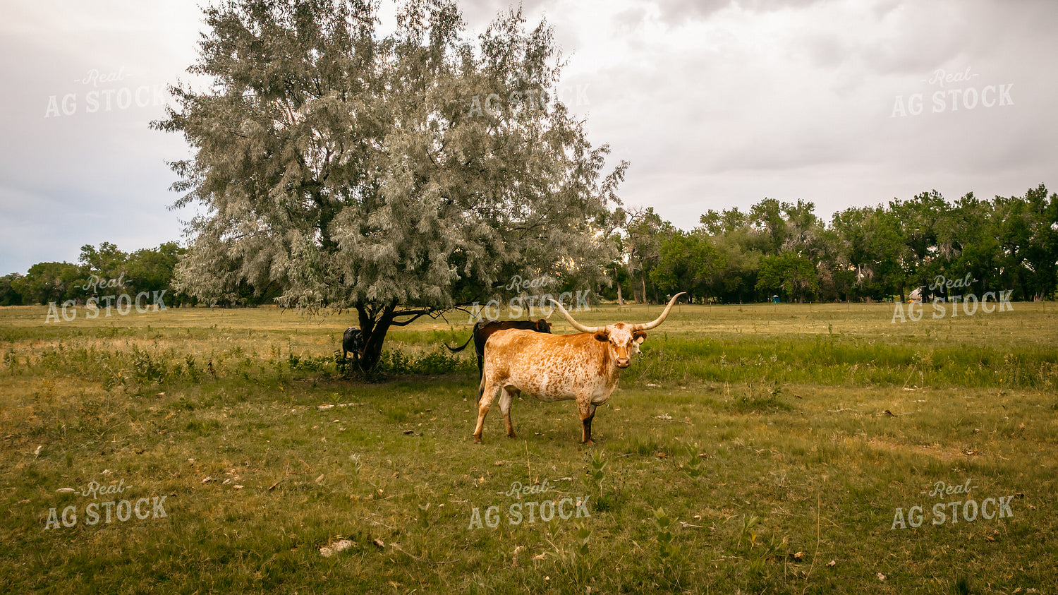 Longhorn Cattle in Pasture 56508