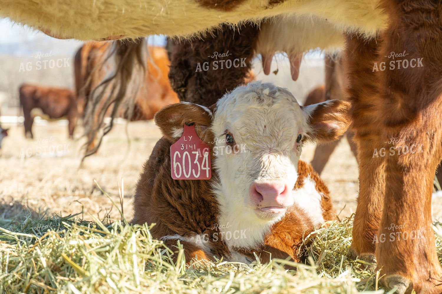 Hereford Calf 65598