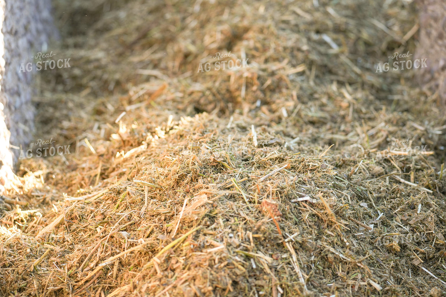 Feeding Cattle in Feedlot 293027