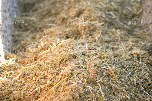 Feeding Cattle in Feedlot 293027