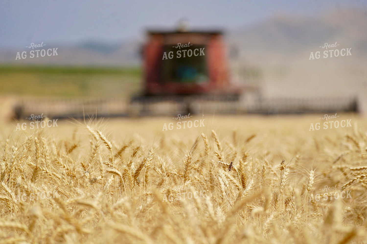 Wheat Harvest 293011