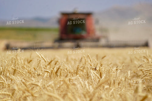 Wheat Harvest 293011