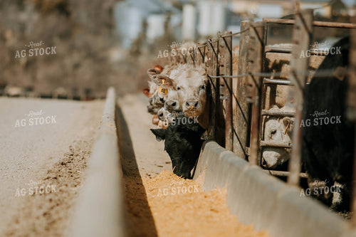 Cattle Eating out of Trough 77204