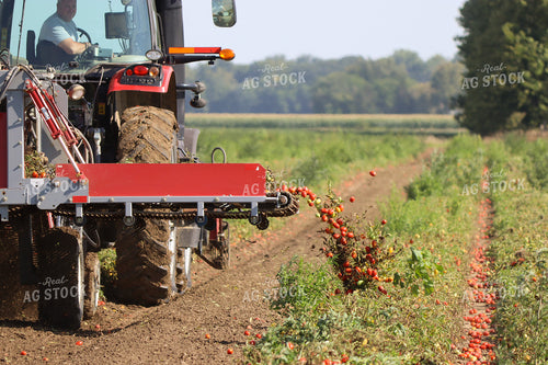 Tomato Harvest 109104