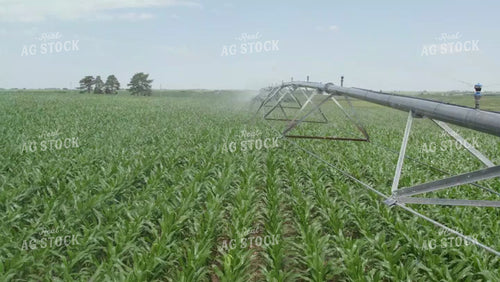 Aerial of Irrigation Pivot Watering Green Corn Field 114042
