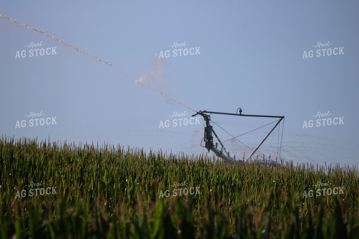 Irrigating Mid-Season Corn Field 82487
