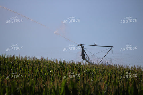 Irrigating Mid-Season Corn Field 82487