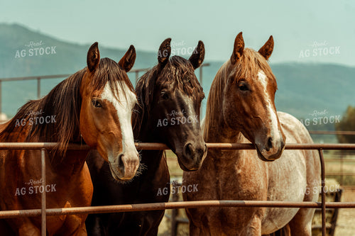 Horses in Pen 58082