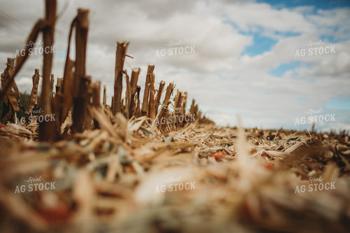 Harvested Corn Field with Corn Residue 3379