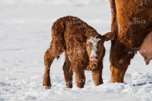 Angus Calf in Snowy Pasture 97128
