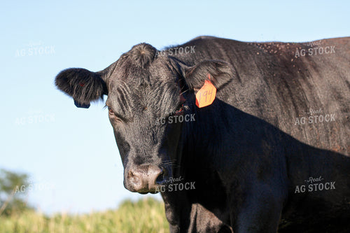 Black Angus Bull on Pasture 182029