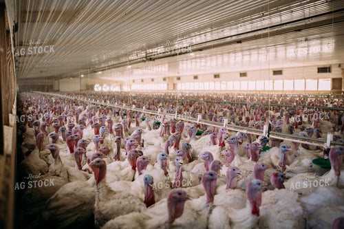 Turkey Barn 169033