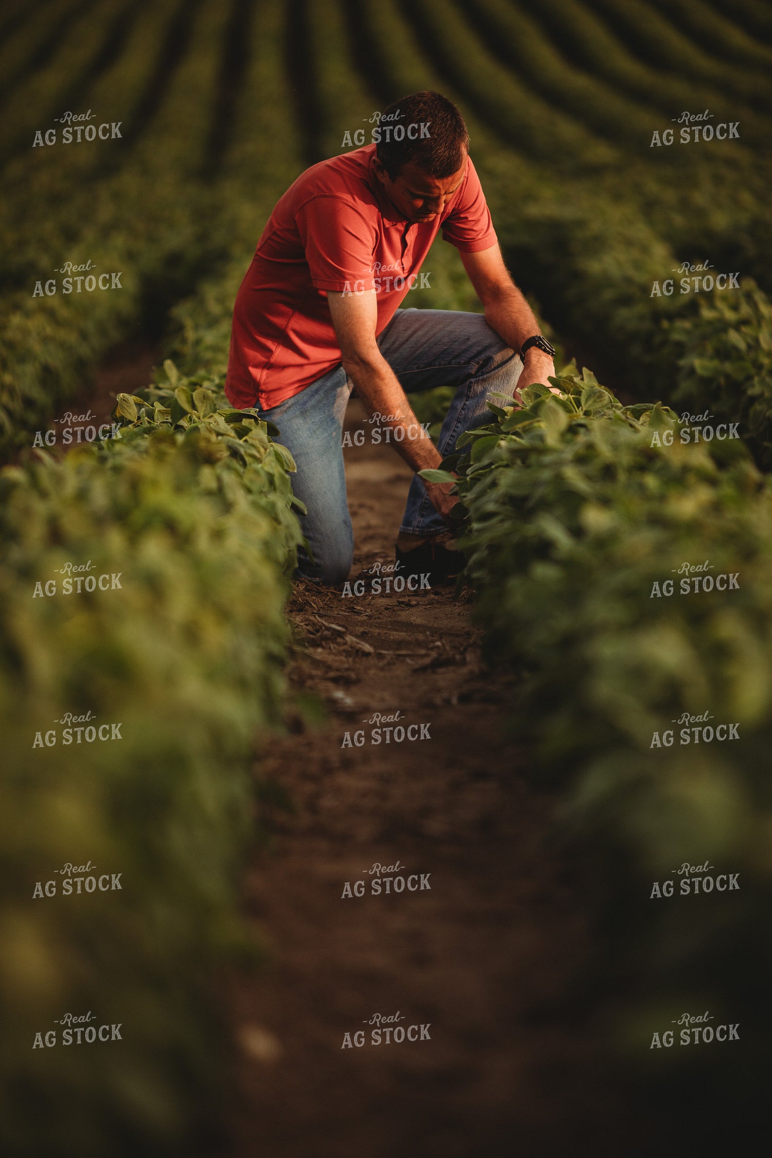 Farmer Checking Soybean Crop 4591