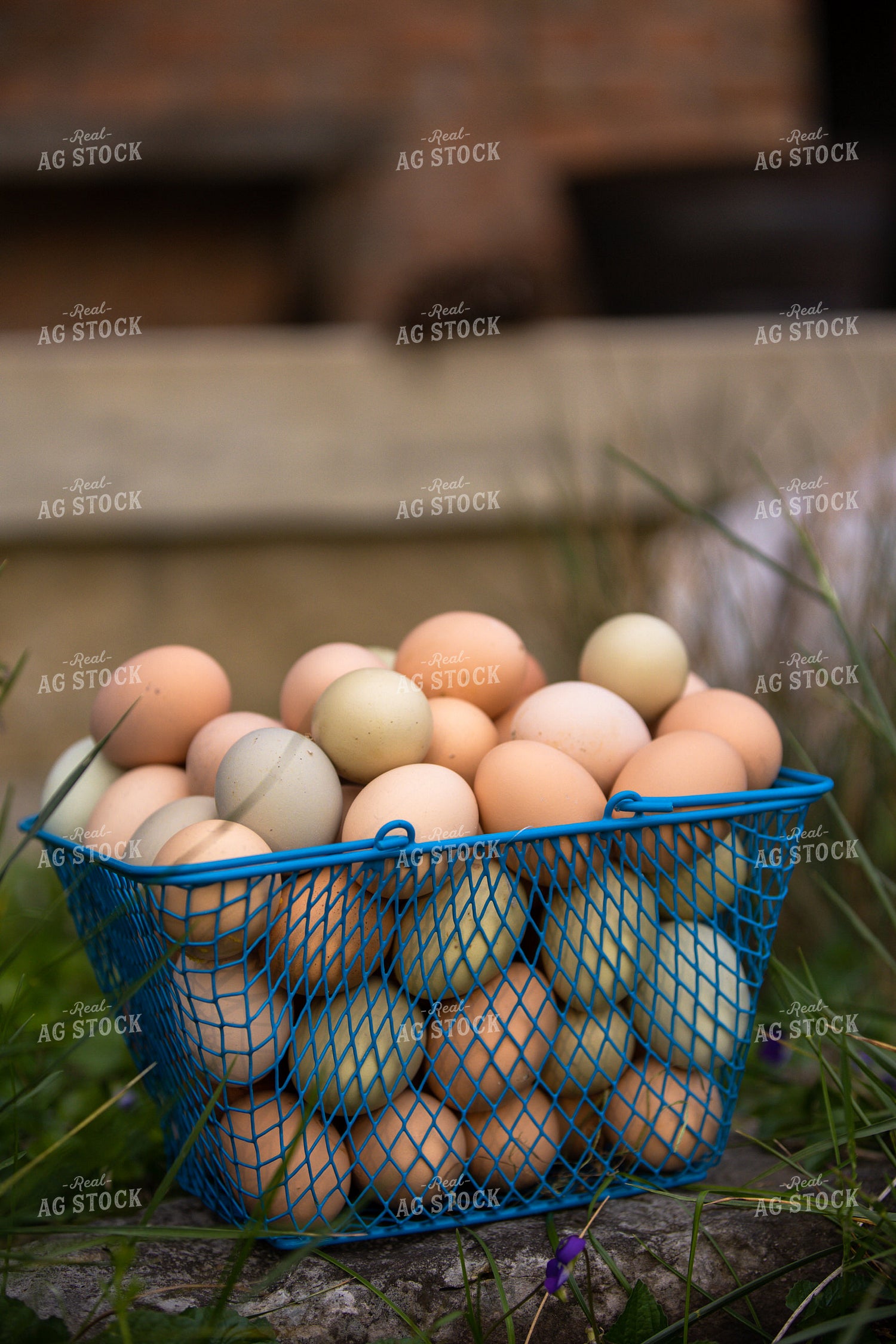 Eggs 52617