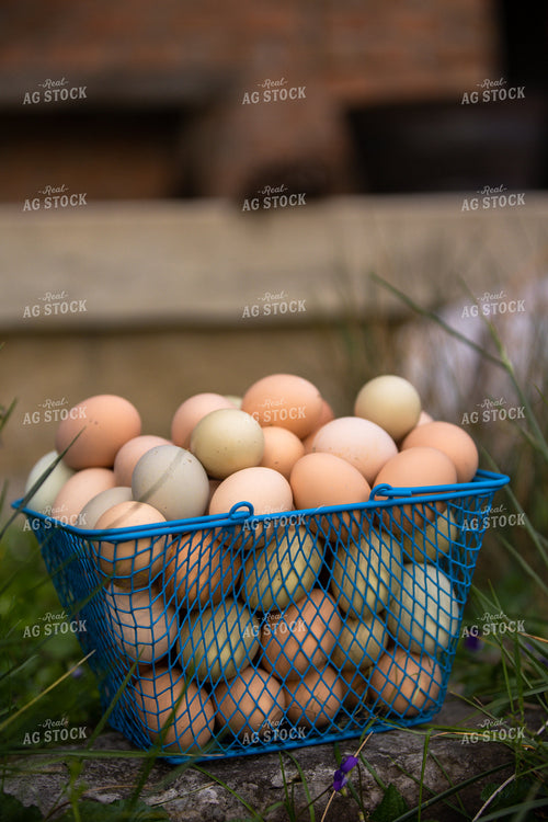 Eggs 52617