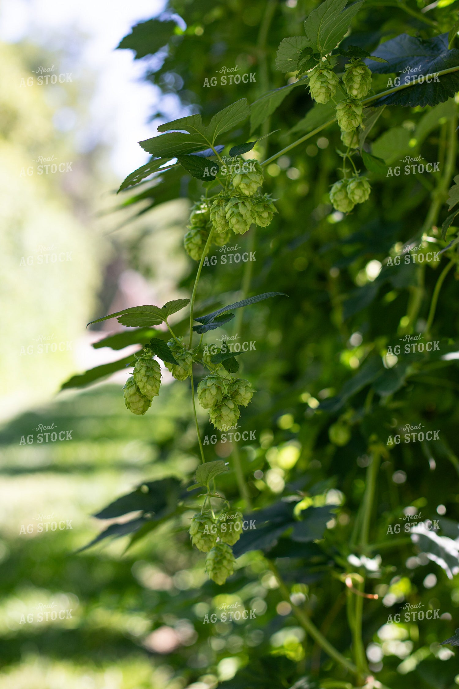 Hops 276031
