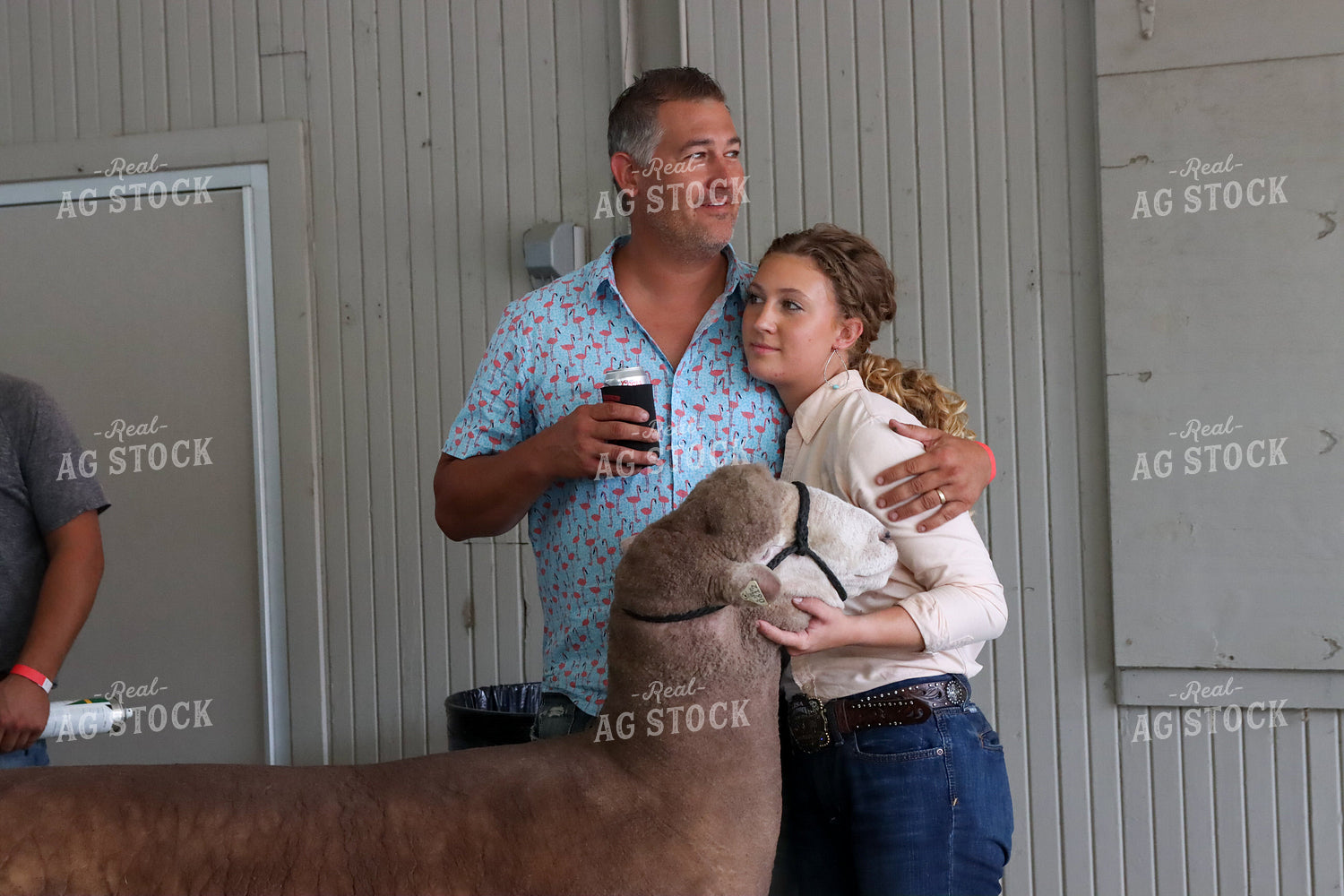Showing Sheep 52237