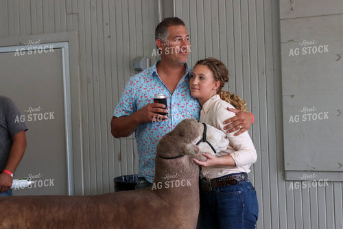 Showing Sheep 52237