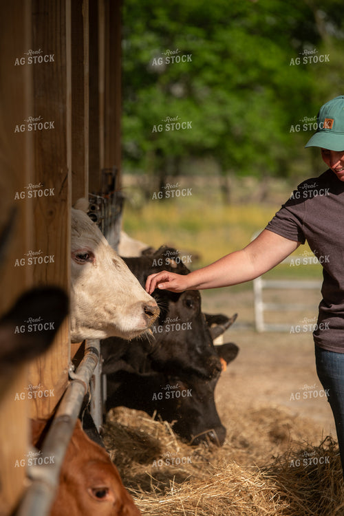 Farmer Checking Cattle 76620