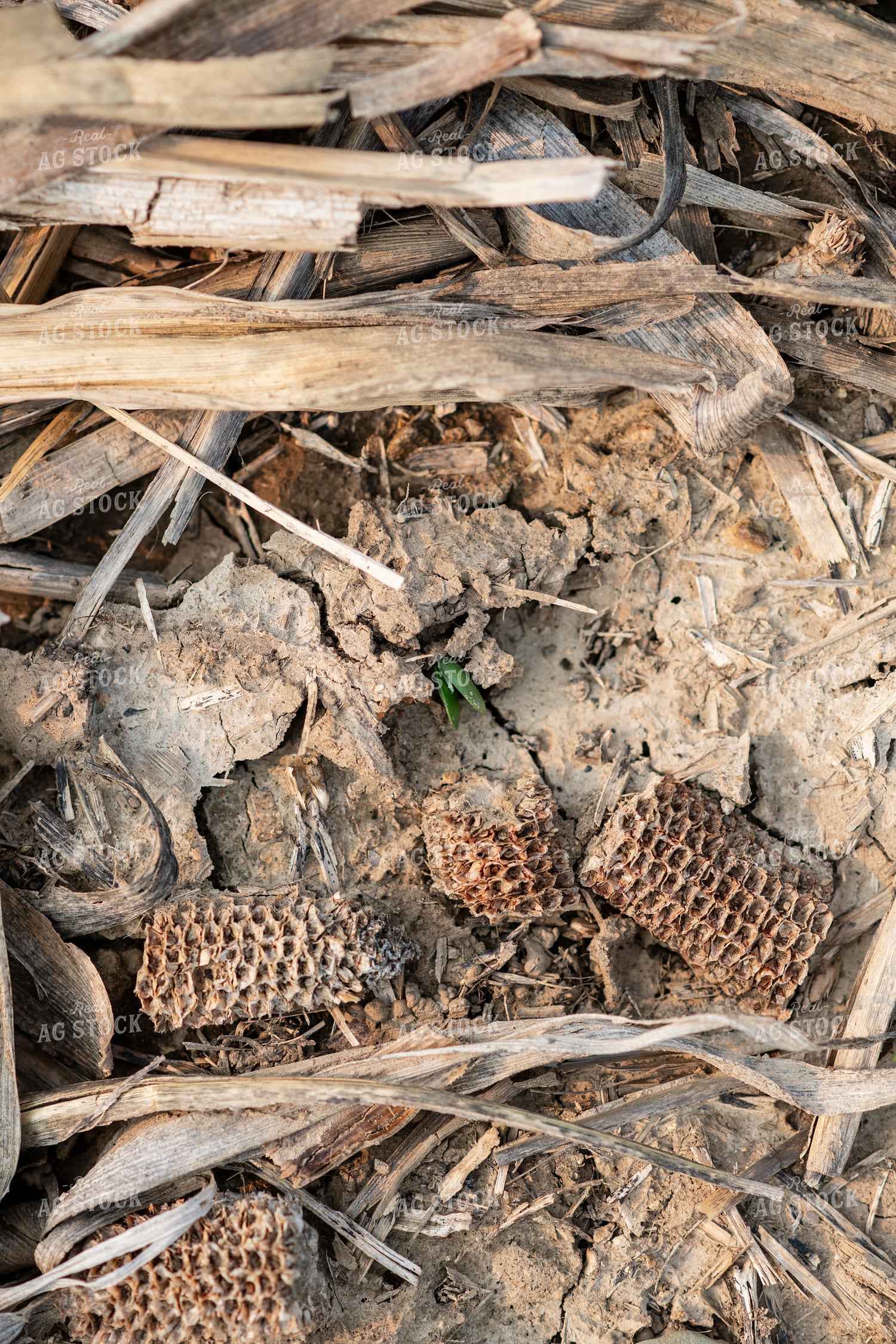 Emerging Soybeans 76682
