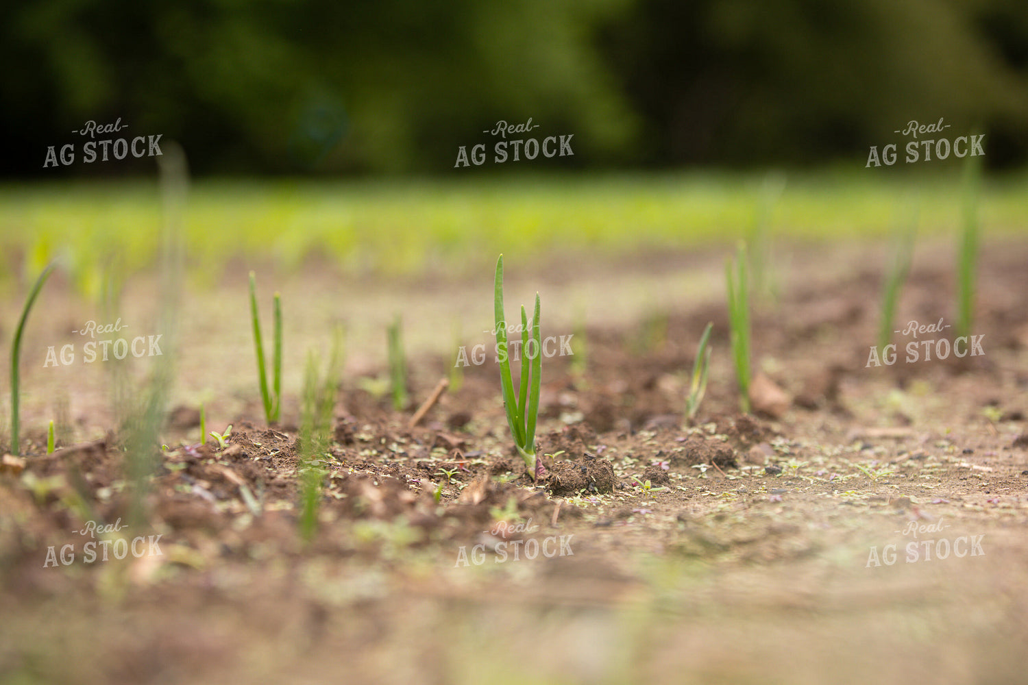 Onion Field 52658