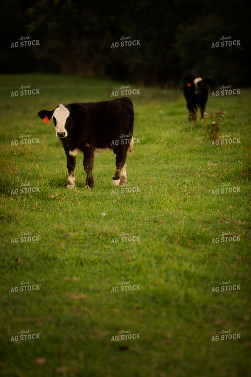 Cattle 2435