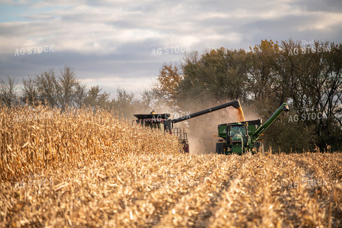 Corn Harvest 76556