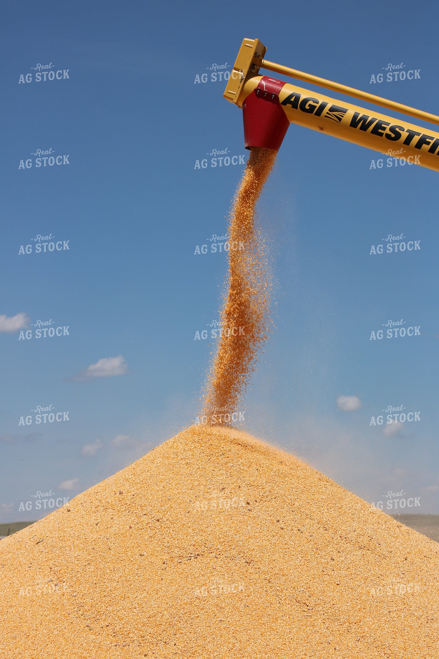 Corn Kernels Coming out of Auger 82060