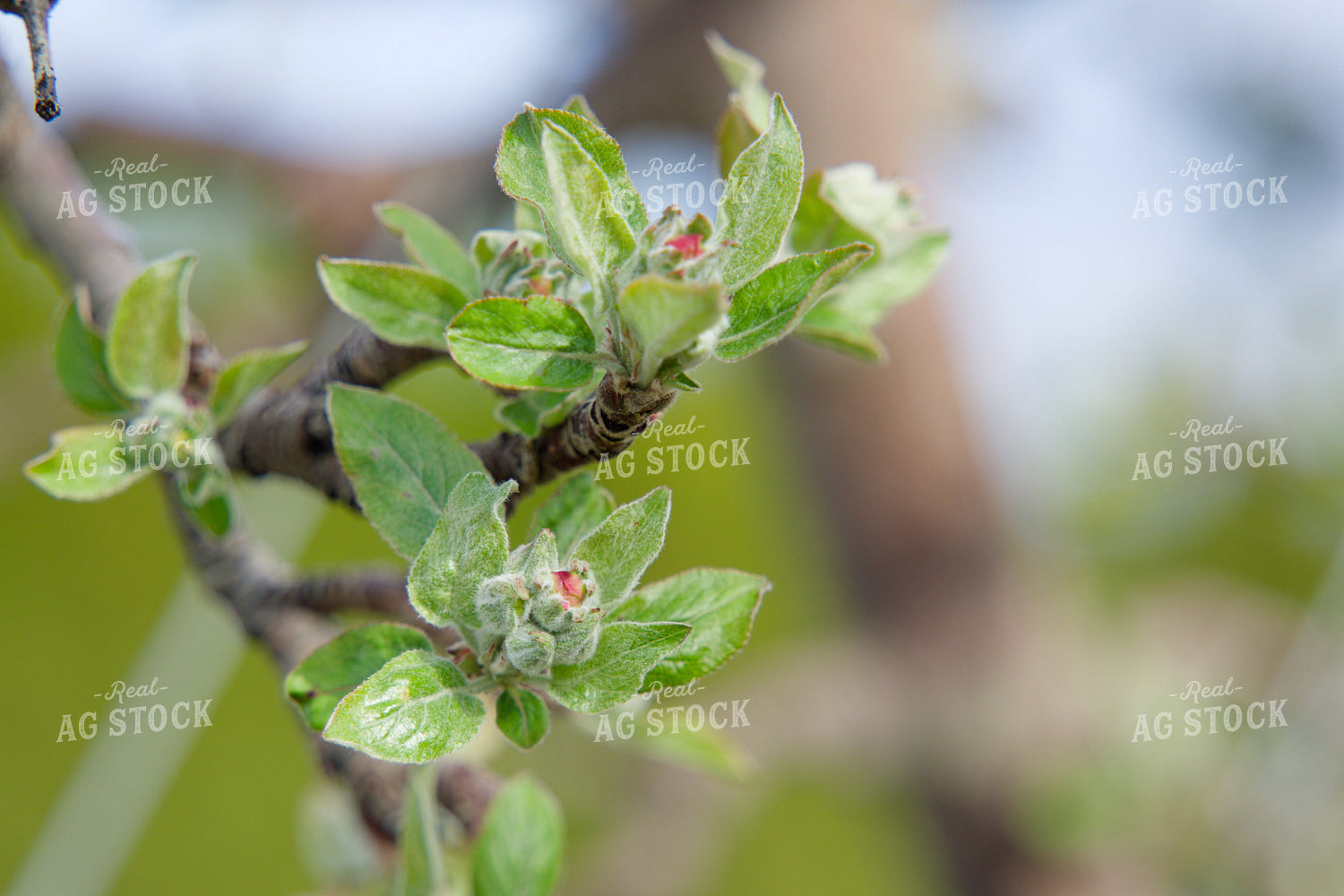 Buds on Apple Tree 146068